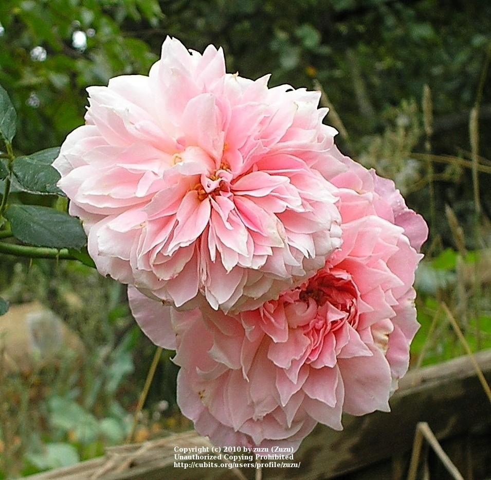 Photo of the bloom of Rose (Rosa 'Pink Powderpuff') posted by zuzu