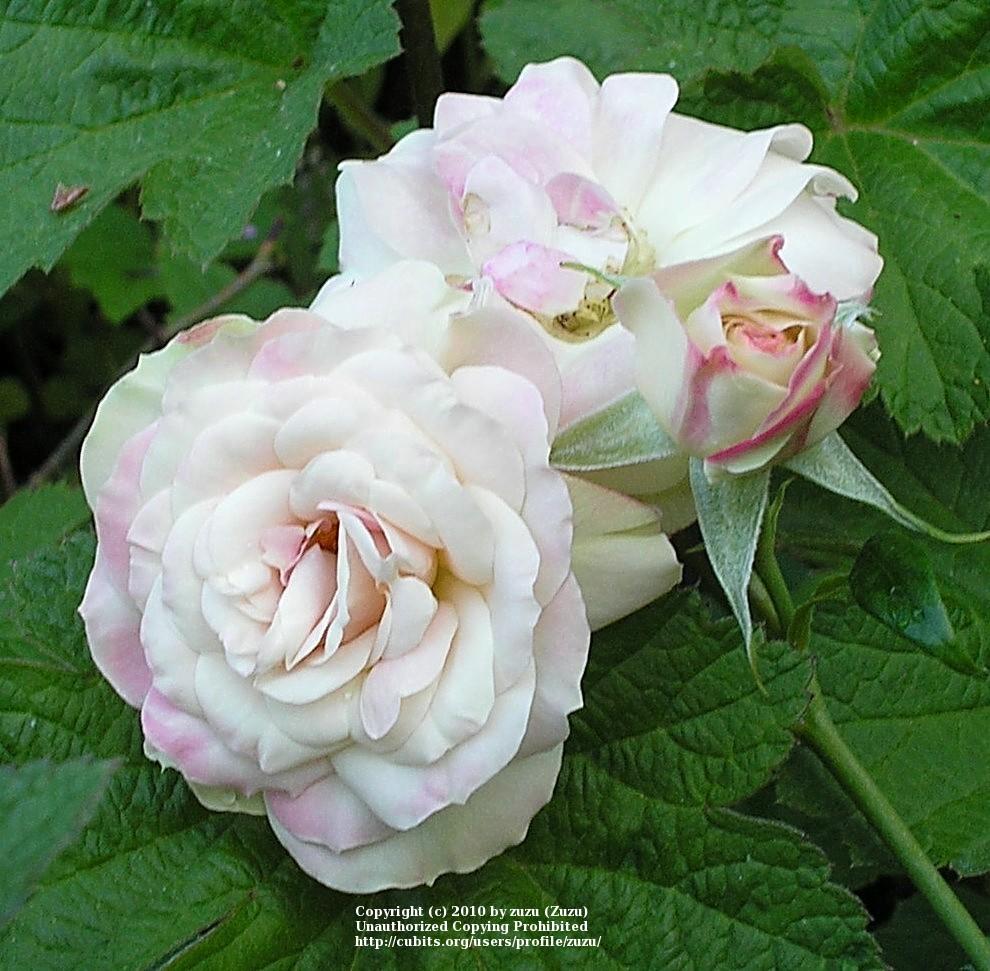 Photo of the bloom of Rose (Rosa 'Rainforest') posted by zuzu - Garden.org