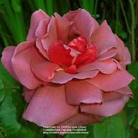 Smokey Raspberry Rose Photo of the bloom of Rose (Rosa 'Smoky') posted by zuzu - Garden.org