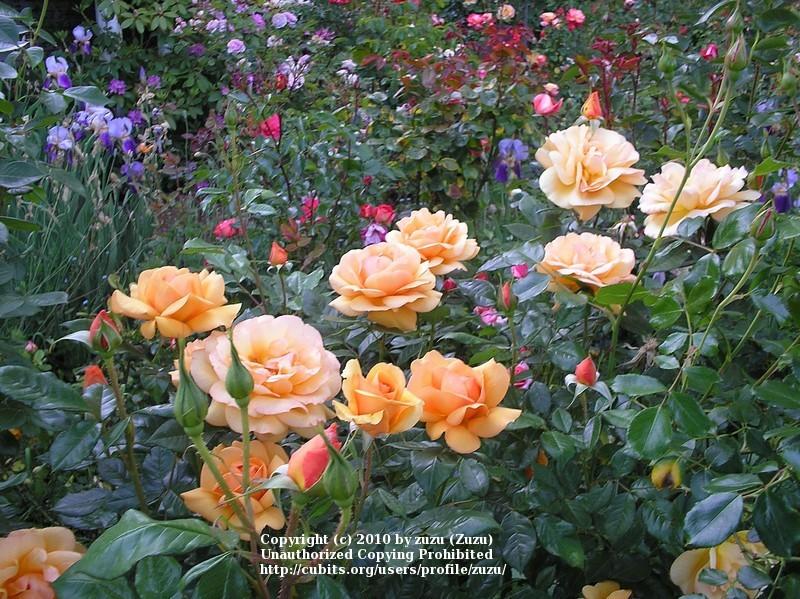 Photo of the entire plant of Rose (Rosa 'South Africa') posted by zuzu