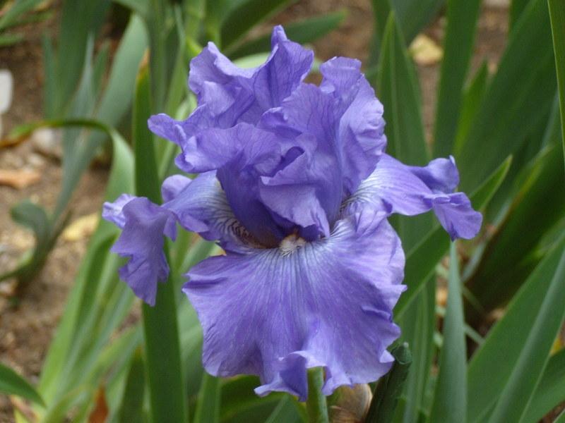 Tall Bearded Iris (Iris 'All About Blue') in the Irises Database