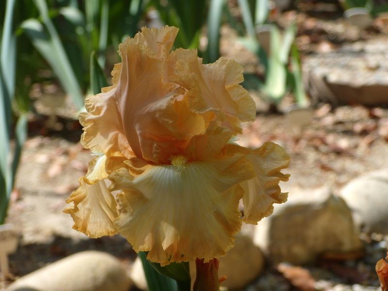 Photo of the bloom of Tall Bearded Iris (Iris ‘Barbara My Love’) posted