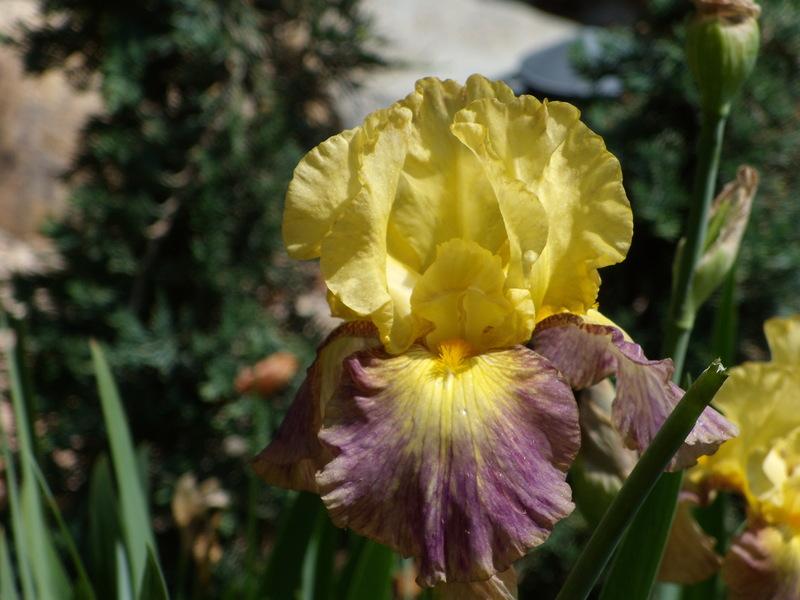 Tall Bearded Iris (Iris 'Glitz 'n Glitter') in the Irises Database