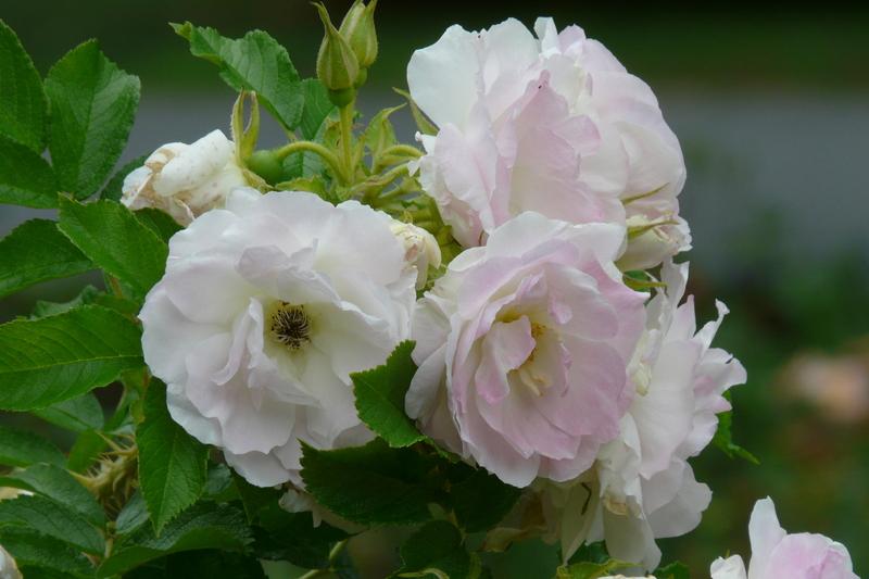 Photo of the bloom of Rose (Rosa 'Polareis') posted by kassiap - Garden.org