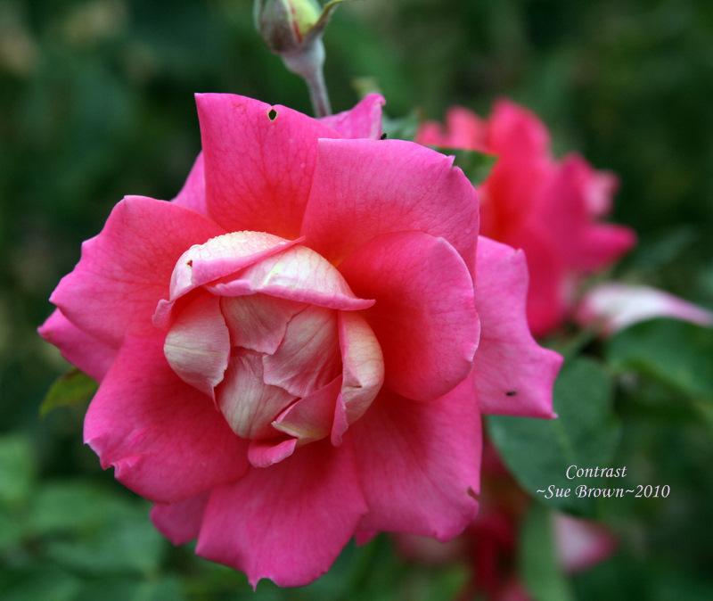 Rose (Rosa 'Contrast') in the Roses Database - Garden.org
