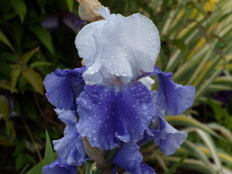 Tall Bearded Iris (Iris 'Ride the Wind') in the Irises Database