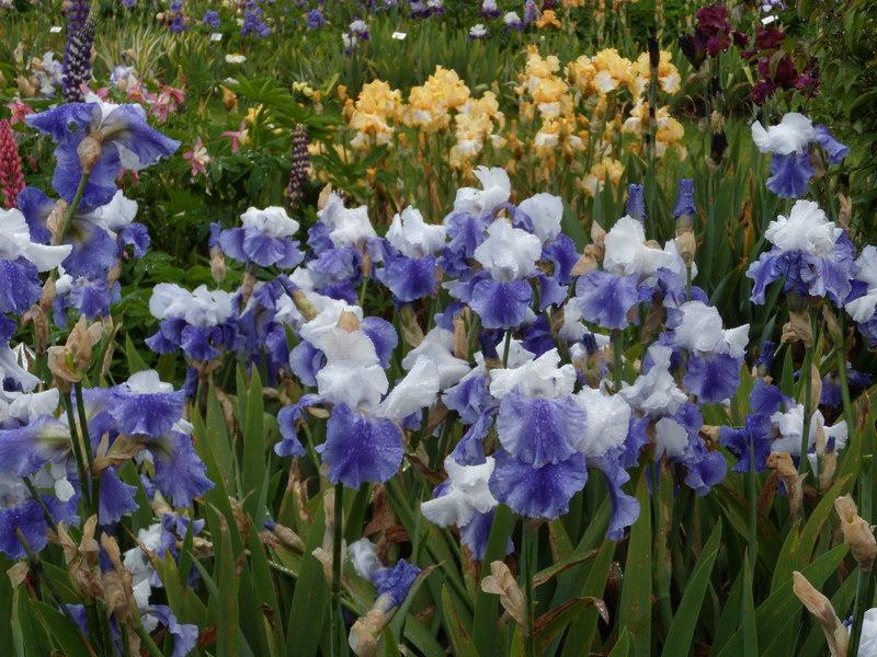 Photo of the bloom of Tall Bearded Iris (Iris 'Ride the Wind') posted by Betja