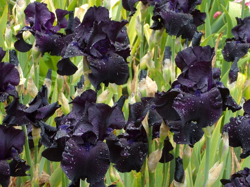 Photo of the bloom of Tall Bearded Iris (Iris ‘Black Suited’) posted by