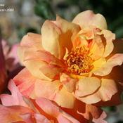 Rose (Rosa 'Girona') in the Roses Database - Garden.org