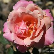 Rose (Rosa 'Girona') in the Roses Database - Garden.org