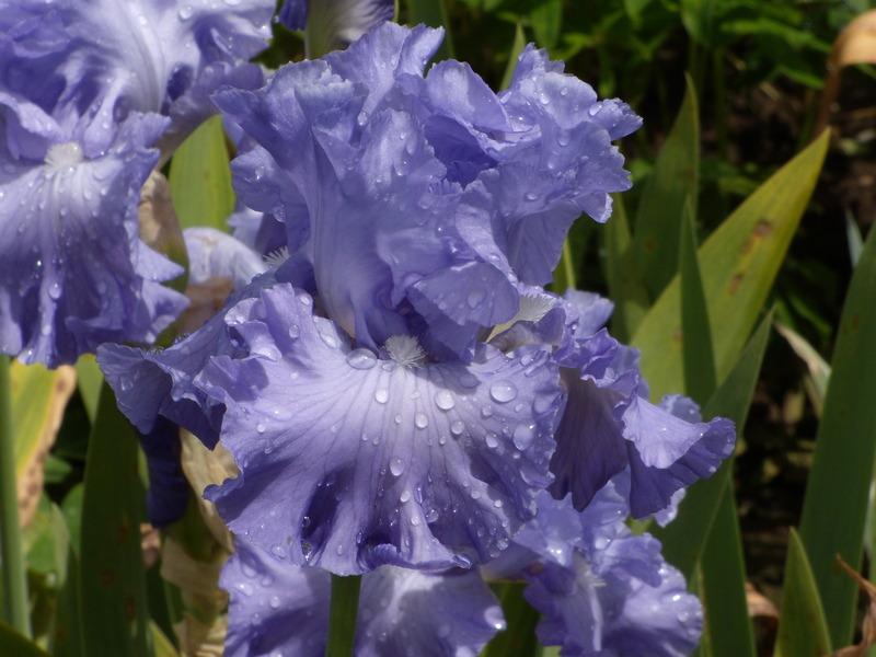 Tall Bearded Iris (Iris 'Delta Blues') in the Irises Database
