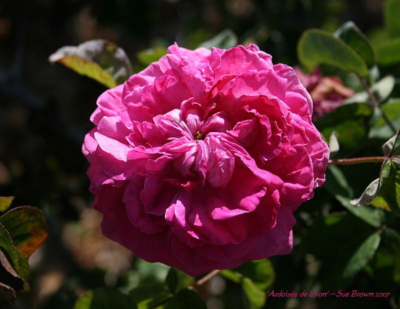 Photo of the bloom of Rose (Rosa 'Ardoisee de Lyon') posted by Calif_Sue