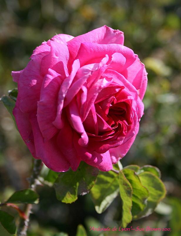 Photo of the bloom of Rose (Rosa 'Ardoisee de Lyon') posted by Calif_Sue