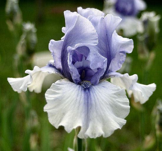 Tall Bearded Iris (Iris 'Electric Shock') in the Irises Database