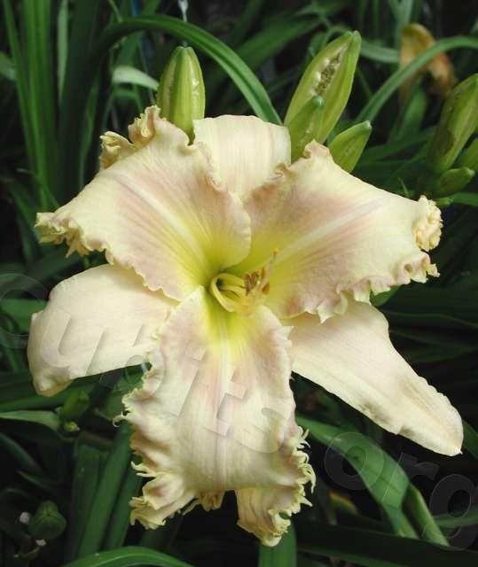 Photo of the bloom of Daylily (Hemerocallis 'Bed of Nails') posted by