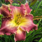 Photographed in hybridizer's greenhouse, Kentucky