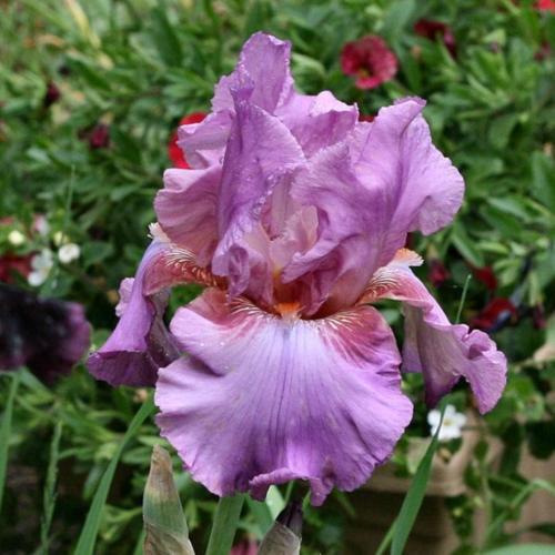 Tall Bearded Iris (Iris &lsquo;Persian Berry&rsquo;) in the Irises Database
