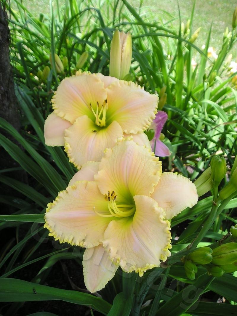Daylily (Hemerocallis 'Bridgeton Fringed Fashion') in the Daylilies