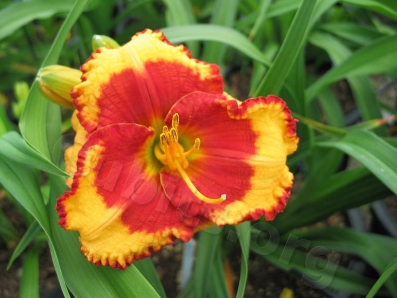Photo of Daylily (Hemerocallis 'Andy Candy') uploaded by Calif_Sue