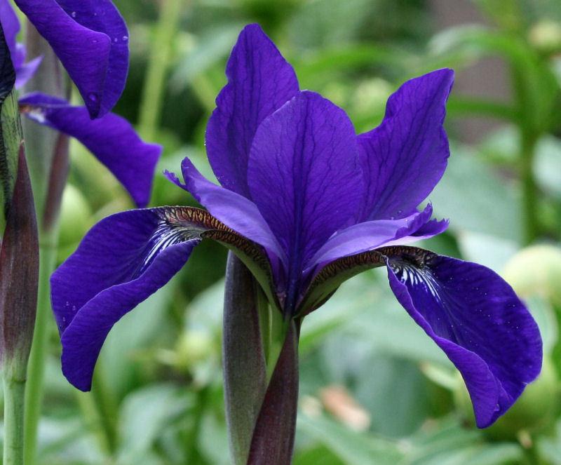 Siberian Iris (Iris 'Caesar's Brother') in the Irises Database