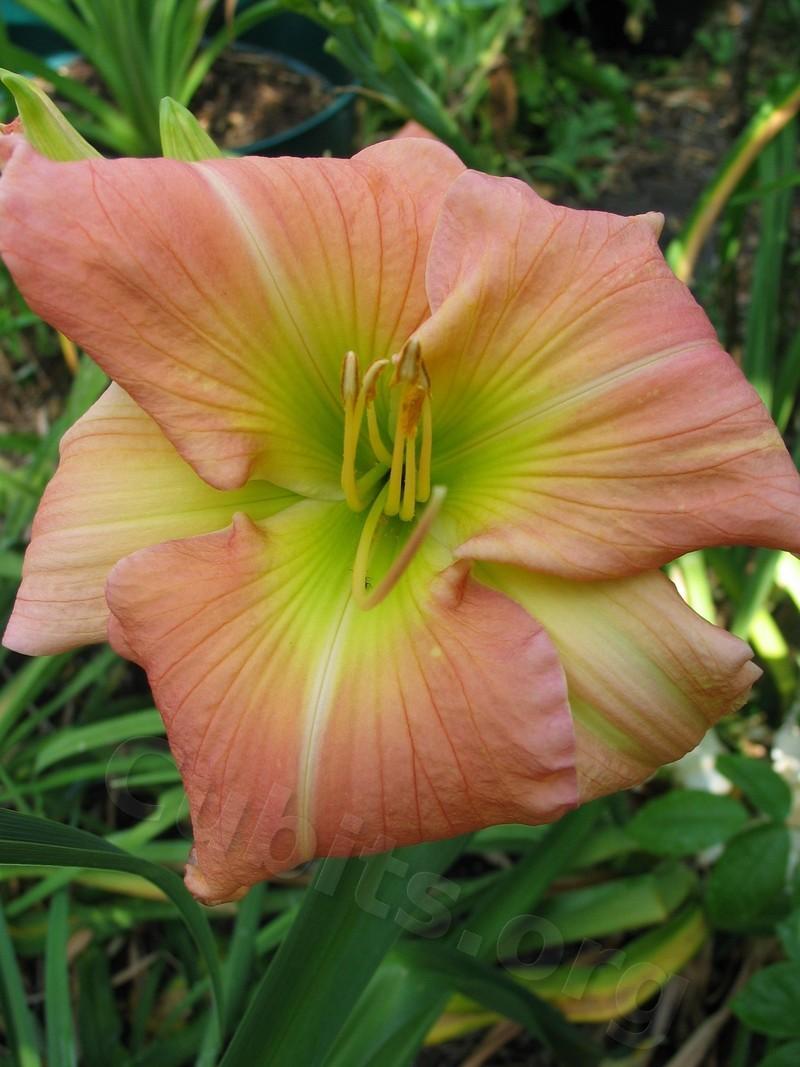 Daylily (Hemerocallis 'Peach Jubilee') in the Daylilies Database