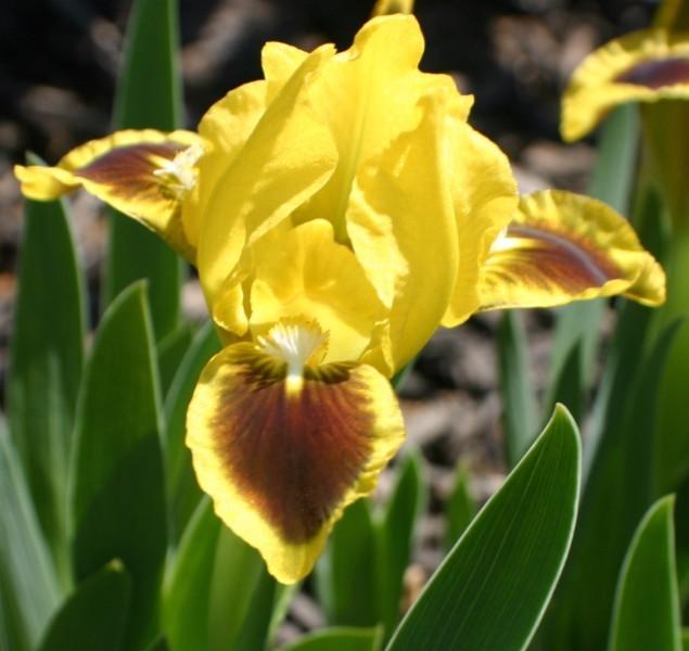 Miniature Dwarf Bearded Iris (Iris 'Buckeye Baby') in the Irises ...