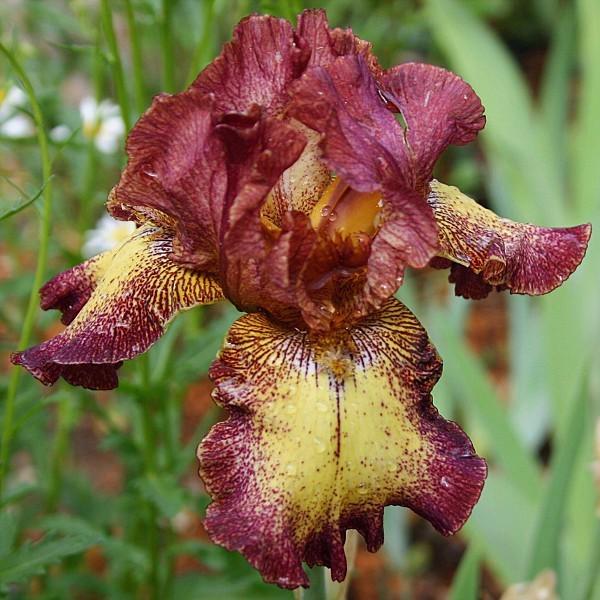 Tall Bearded Iris (Iris 'Clown Around') in the Irises Database