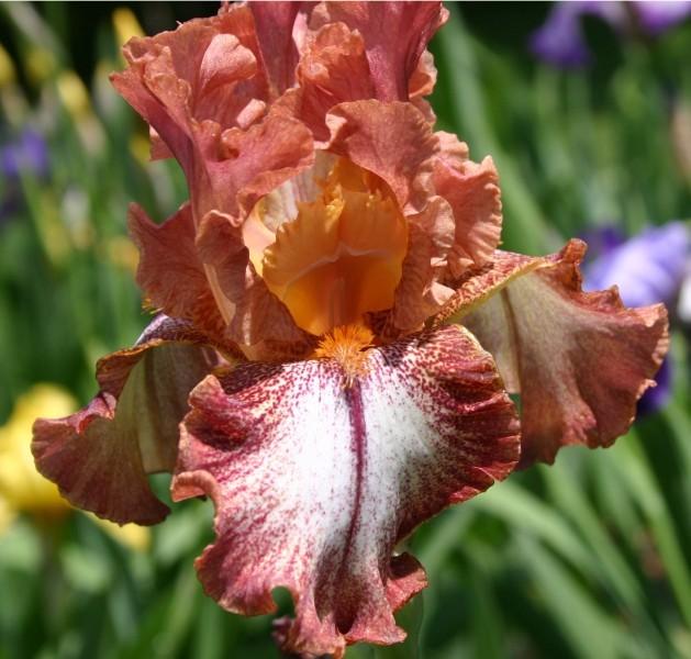 Border Bearded Iris (Iris 'Chickasaw Sue') in the Irises