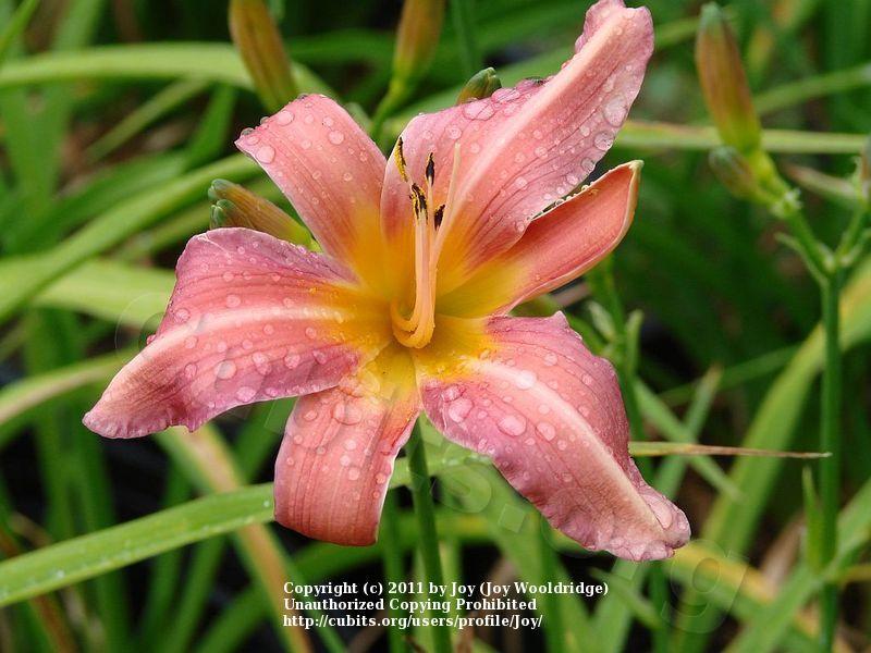 Photo of the bloom of Daylily (Hemerocallis 'Pink Damask') posted by Joy