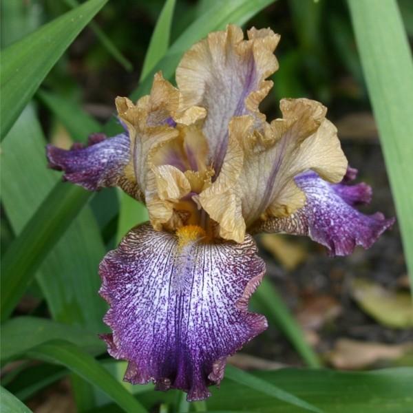 Tall Bearded Iris (Iris 'Egyptian') in the Irises Database