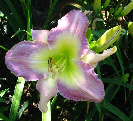 Daylily (Hemerocallis &lsquo;Aegean Wind&rsquo;) in the Daylilies Database - Garden.org