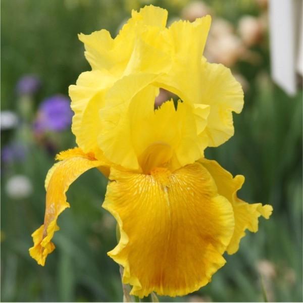 Photo of the bloom of Tall Bearded Iris (Iris 'Love the Sun') posted by
