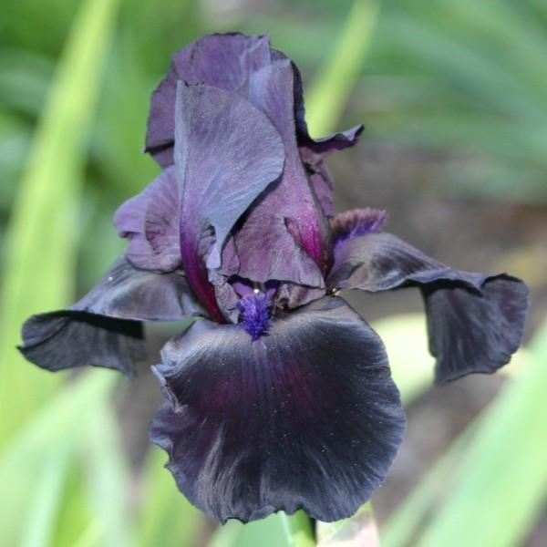 Photo of the bloom of Tall Bearded Iris (Iris 'Licorice Stick') posted