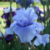 Tall Bearded Iris (Iris 'Continuity') in the Irises Database - Garden.org