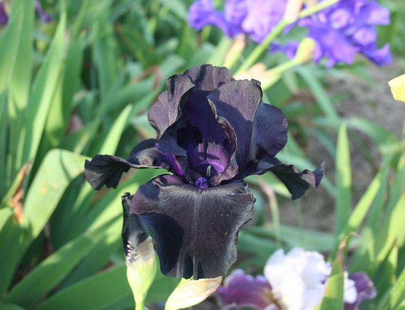 Photo of the bloom of Tall Bearded Iris (Iris 'Black Suited') posted by