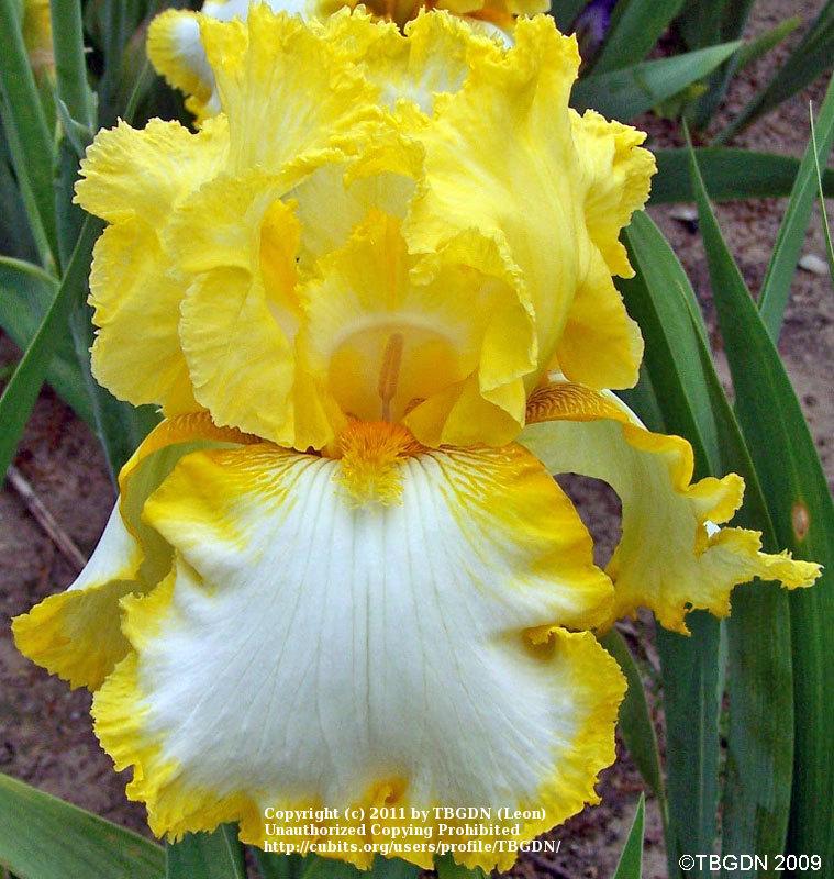 Photo of the bloom of Tall Bearded Iris (Iris 'Sunshine and Snow