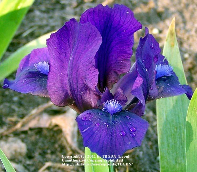 Miniature Dwarf Bearded Iris (Iris 'Sparky') in the Irises Database ...