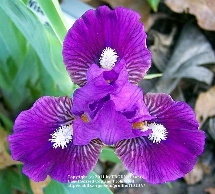 Photo of the bloom of Miniature Dwarf Bearded Iris (Iris 'Wise') posted