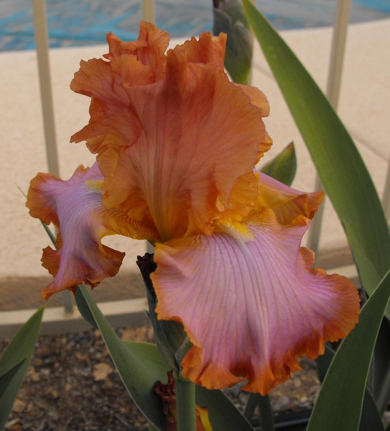 Photo of the bloom of Tall Bearded Iris (Iris 'Afternoon Delight