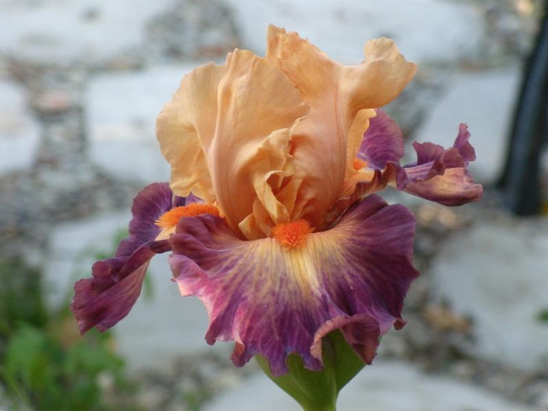 Photo of the bloom of Iris 'Brazilian Art' posted by Betja