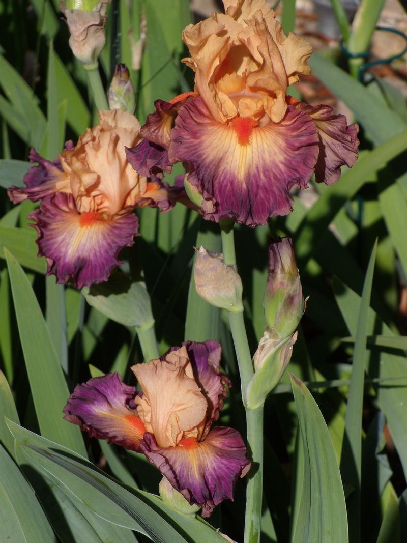 Photo of the bloom of Tall Bearded Iris (Iris 'Brazilian Art') posted