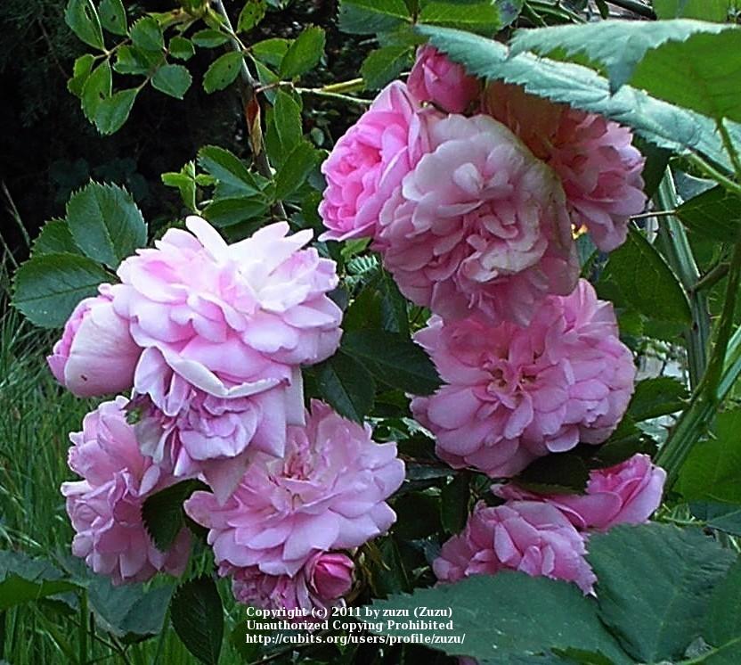 Rose (Rosa 'De la Grifferaie') in the Roses Database - Garden.org