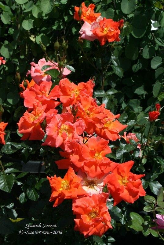 Rose (Rosa 'Spanish Sunset') in the Roses Database