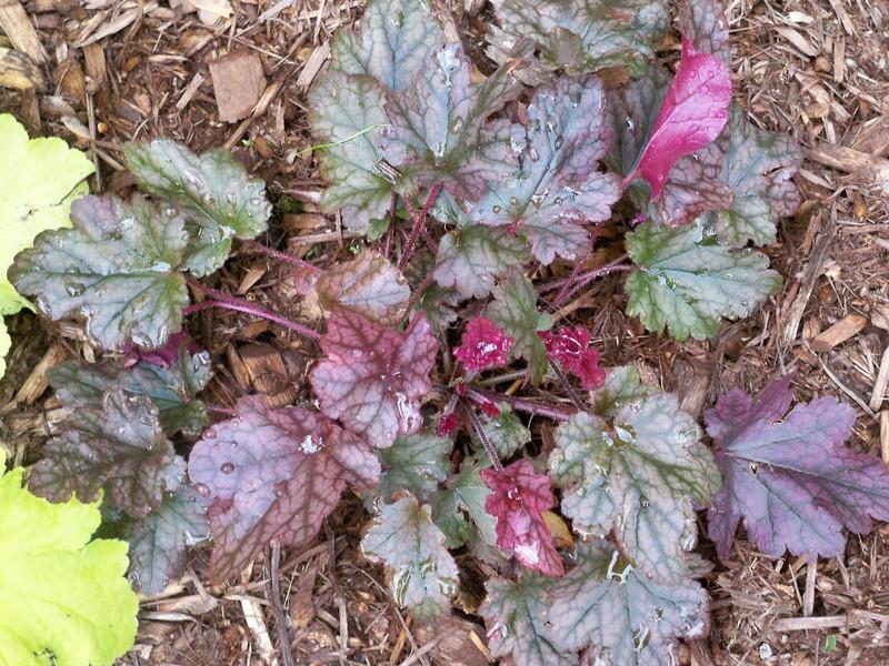 Photo of the entire plant of Coral Bells (Heuchera 'Berry Marmalade
