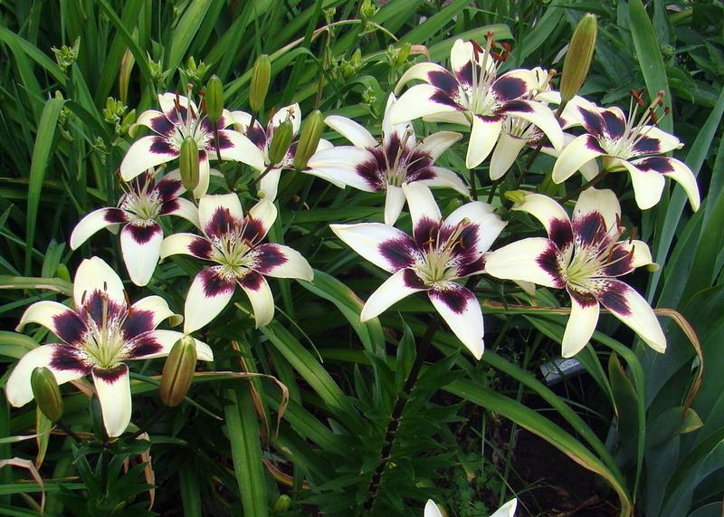 Photo of the bloom of Lily (Lilium ‘Patricia’s Pride’) posted by