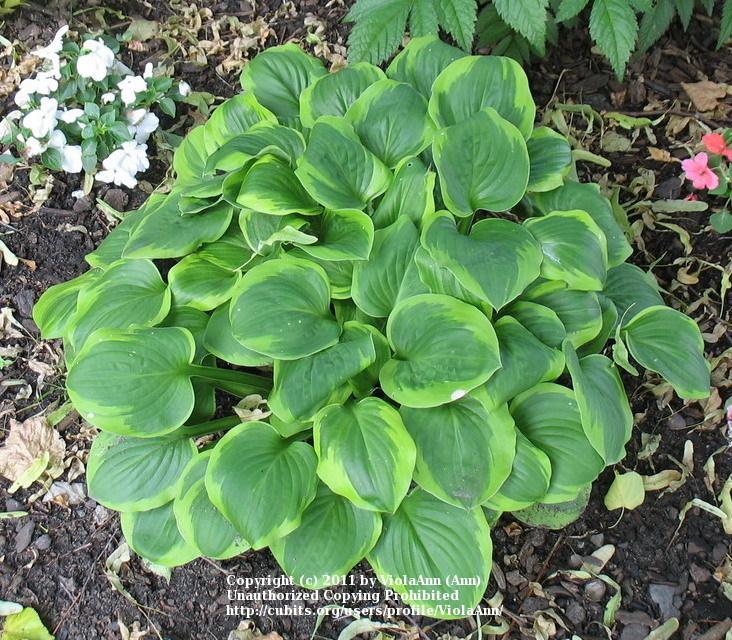 Hosta 'Ice Cream' in the Hostas Database