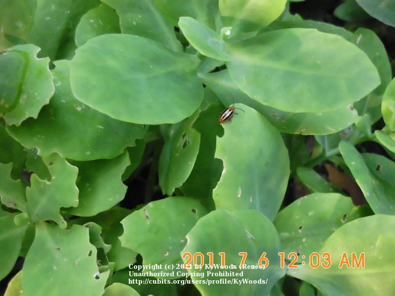 Little brown worms in Growing Pains