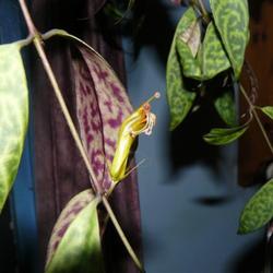 2011-07-11/threegardeners/7e954b