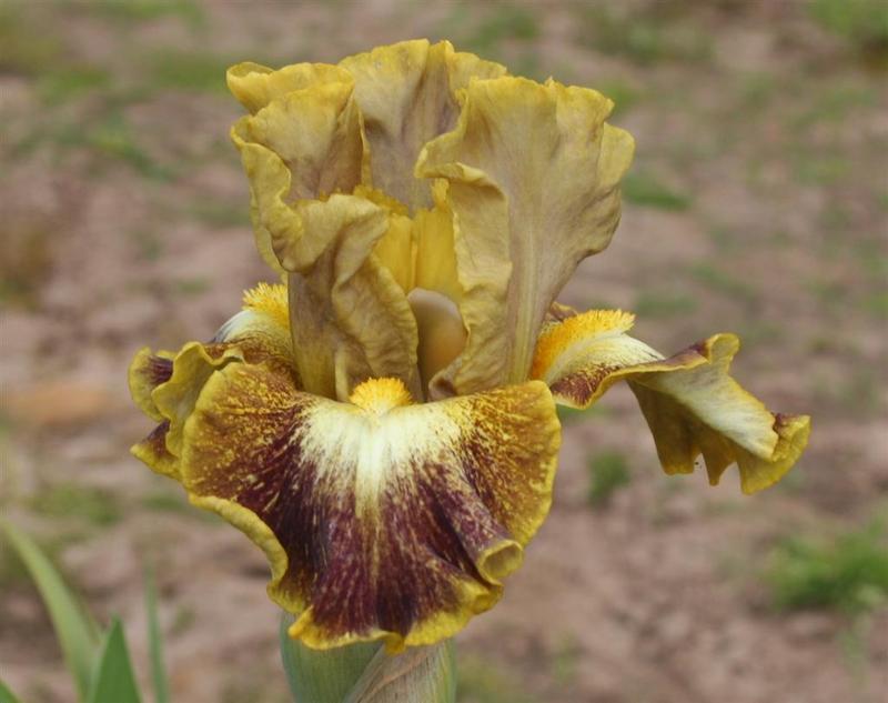 Photo of the bloom of Intermediate Bearded Iris (Iris 'Sanskrit