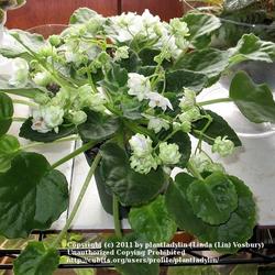 2011-07-12/threegardeners/c95bb4